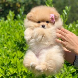 Pomeranian Boo Orjinal Teddy Bear Yavrular 1