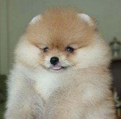 Partycolor Orjinal Pomeranian Yavrular 2