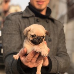 Pug Mops Yavruları 3