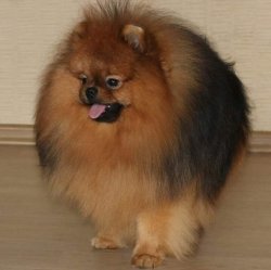 POMERANİAN BOO 2