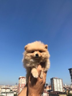 Pomerani̇an Boo 1