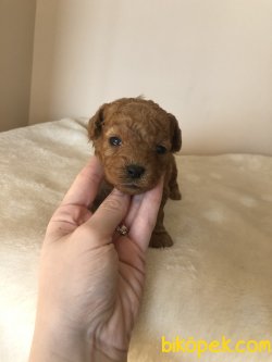 Toy Poodle ANNE ALTINDAN 3