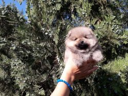 0 Numara Pomeranian Yavrularimiz 1