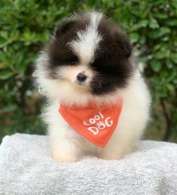 Orjinal Pomeranian Boo Yavrularımız 5
