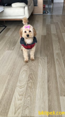 Gerekli Aşıları Yapılmış, Sağlıklı, Akıllı, Harika Bir Dost. 3