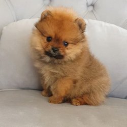 Orji̇nal Pomerani̇an Boo Yavrularımız 4