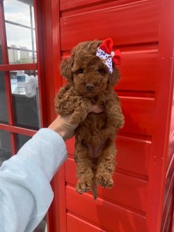 Toy Poodle Red Orjinal Yavrularımız 1