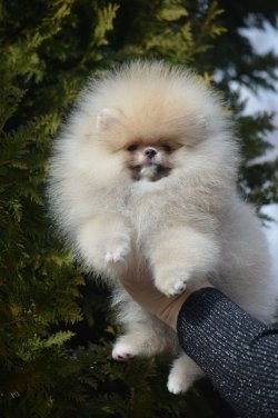 POMERANİAn BASIK BURUNLU TEDY BEAR BOO YAVRULA 3