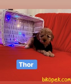 Toypooddle Irk Garantılı Yavrular 1