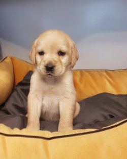 Golden 3