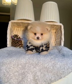 SAFKAN VE SAĞLIKLI POMERANİAN  BOO YAVRULARIMIZ 1