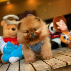 Yarışma Düzeyi TeddyBear Yüz Yapısına Sahip PomeranianBoo 5