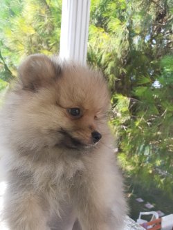 Satılık Mükemmel Safkan Irk Garantili Pomeranian Yavrularimiz 3