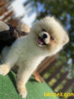 ÇEŞİT ÇEŞİT BOO POMERANİAN 1