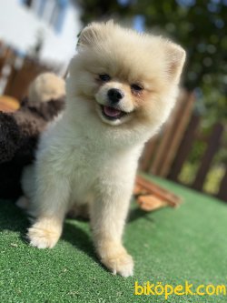 ÇEŞİT ÇEŞİT BOO POMERANİAN 2
