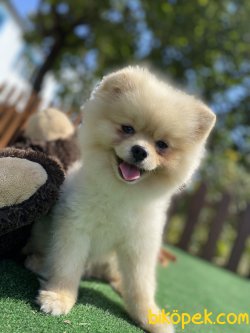 ÇEŞİT ÇEŞİT BOO POMERANİAN 3