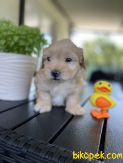 ÇEŞİT ÇEŞİT DİZAYN IRK MALTİPOO YAVRULAR 2