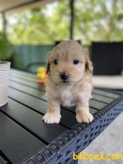 ÇEŞİT ÇEŞİT DİZAYN IRK MALTİPOO YAVRULAR 5