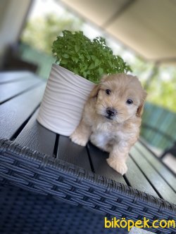 ÇEŞİT ÇEŞİT DİZAYN IRK MALTİPOO YAVRULAR 1
