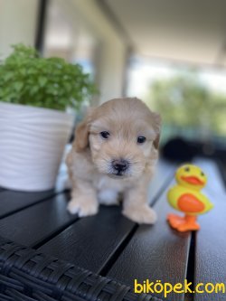ÇEŞİT ÇEŞİT DİZAYN IRK MALTİPOO YAVRULAR 3