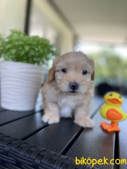 ÇEŞİT ÇEŞİT DİZAYN IRK MALTİPOO YAVRULAR 4