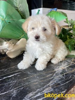 ÇEŞİT ÇEŞİT MALTİPOO BEBEKLER 2