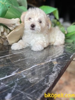 ÇEŞİT ÇEŞİT MALTİPOO BEBEKLER 1