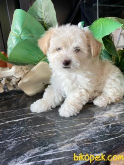 ÇEŞİT ÇEŞİT MALTİPOO BEBEKLER 3