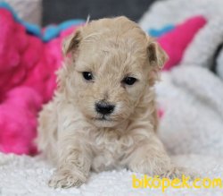 ÇEŞİT ÇEŞİT MALTİPOO BEBEKLER 1