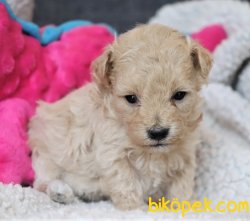 ÇEŞİT ÇEŞİT MALTİPOO BEBEKLER 2