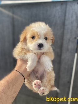 ÇEŞİT ÇEŞİT MALTİPOO BEBEKLER 1
