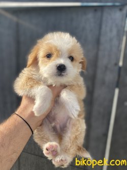 ÇEŞİT ÇEŞİT MALTİPOO BEBEKLER 2