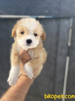 ÇEŞİT ÇEŞİT MALTİPOO BEBEKLER 3