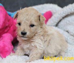ÇEŞİT ÇEŞİT MALTİPOO BEBEKLER SAĞLIK GARANTİLİ 2