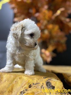ÇEŞİT ÇEŞİT MALTİPOO YAVRULAR 2