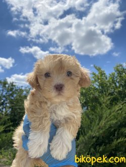 ÇEŞİT ÇEŞİT MALTİPOO YAVRULAR 3