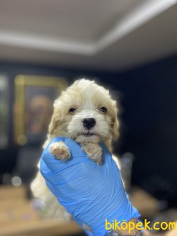 ÇEŞİT ÇEŞİT MALTİPOO YAVRULARIMIZ 2