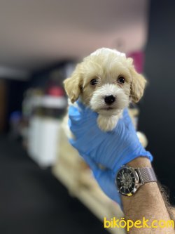 ÇEŞİT ÇEŞİT MALTİPOO YAVRULARIMIZ 1