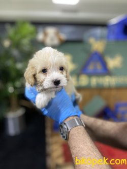 ÇEŞİT ÇEŞİT MALTİPOO YAVRULARIMIZ 3