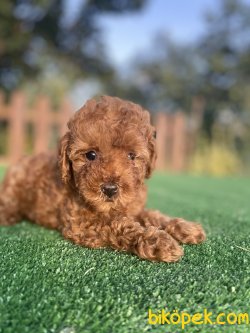 ÇEŞİT ÇEŞİT POODLE YAVRULARIMIZ 2