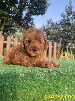 ÇEŞİT ÇEŞİT POODLE YAVRULARIMIZ 1