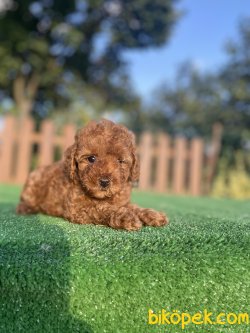ÇEŞİT ÇEŞİT POODLE YAVRULARIMIZ 3