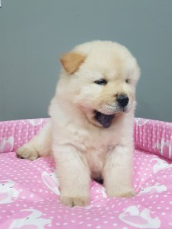 Yavru Chow Chow Türki̇ye Geneli̇ne Garanti̇li̇ Tesli̇mat 4