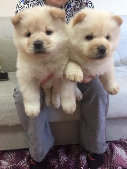 Chow Chow Çi̇n Aslanı Yavrularımız 2