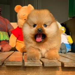 Kapıda Ödemeli Gönderim Pomeranian Yavrularımız 4