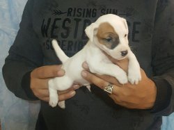 Jack Russell Terrier 1