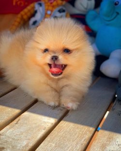 Safkan Büyümeyen Cins Beyaz Pomeranian Boo Ayıcık Yüz 2