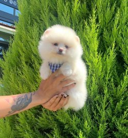Orji̇nal Pomerani̇an Boo Yavrularımız 5