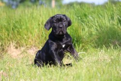 Cane Corso Yavrularımız 4