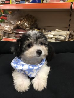 Kuba Havanese Terier 5